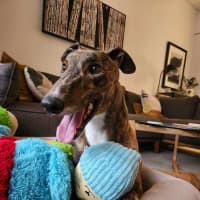 Photo of Tiger, The Adorable Greyhound