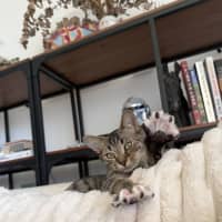 Photo of Pidgey