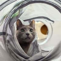 Photo of Smokey