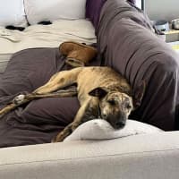 Photo of Alice, The Greyhound