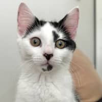 Photo of Pebbles 