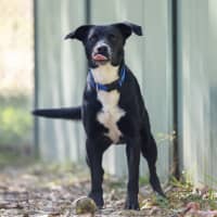 Photo of Bluey 