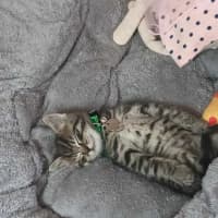 Photo of Chairman Meow