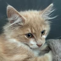 Photo of Bowie