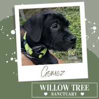 Photo of Gomez