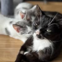 Photo of Abuelita   2 Year Old Domestic Shorthair