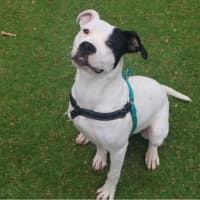 Photo of Daisy