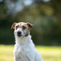 Photo of Josie