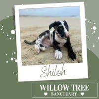 Photo of Shiloh