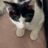 Photo of Bandito