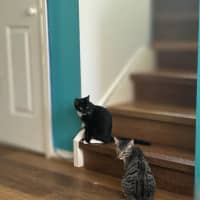 Photo of Hexley & Onyx