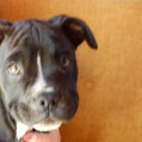 Photo of Alli