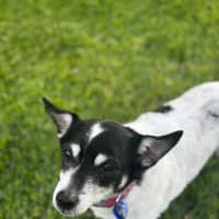 Photo of Tiny   14 Year Old Fox Terrier X