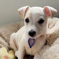 Photo of Oren   10 Week Old Jack Russell Terrier (Trial)
