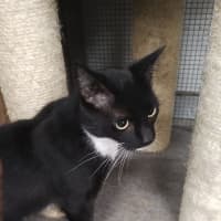 Photo of Chocolate   Now At Pet Quarters Rutherford