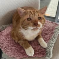 Photo of 10821   Marmalade