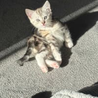 Photo of Cleo Meet Me@Petstock Carrum Downs Store