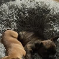 Photo of Mudi (Bear)