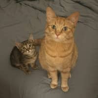 Photo of Maple