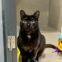 Photo of Lord Farquaad