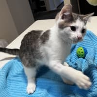 Photo of Oleander (Ollie)