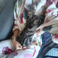 Photo of Lentil