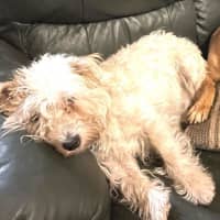 Photo of Rosie Valenti