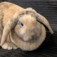 Photo of Miffy