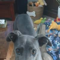 Photo of Dixie, The Greyhound