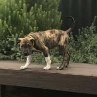 Photo of Brooke   14 Week Old Ridgeback X 
