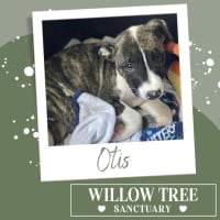 Photo of Otis