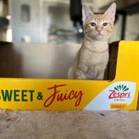 Photo of Cheddar & Swiss