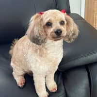 Photo of Coco And Cherry 