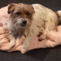 Photo of Bolt O'cleary