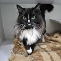 Photo of Chausette