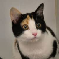 Photo of Cleo