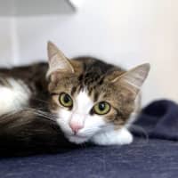 Photo of Tinsel Rsua013285