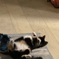 Photo of Gilly Bunny