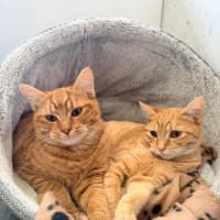 Photo of Banjo & Brumby 