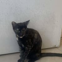 Photo of Tulip