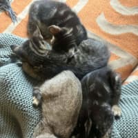 Photo of Trujillo (Trudy)