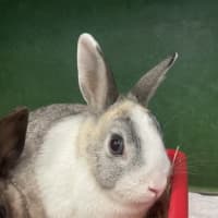 Photo of Penny (Bonded To Tabitha)
