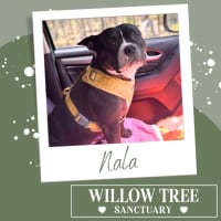 Photo of Nala