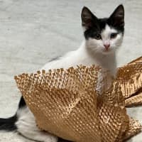 Photo of Smoochie Moo **2nd Chance Cat Rescue **