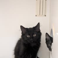 Photo of Custard Eclair