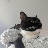 Photo of Max   In Foster Care In Reservoir