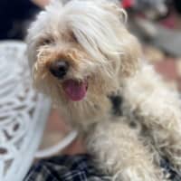 Photo of Tinkerbell Kumara