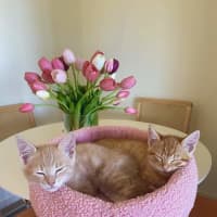 Photo of Rowan