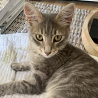 Photo of Phineas & Foxy