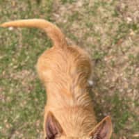 Photo of Bess